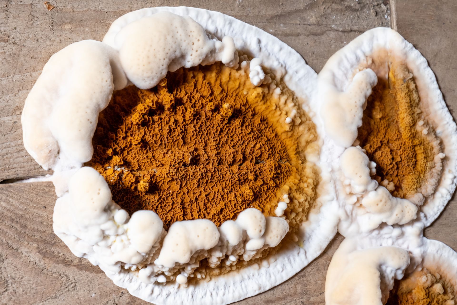 Une mérule : champignon.