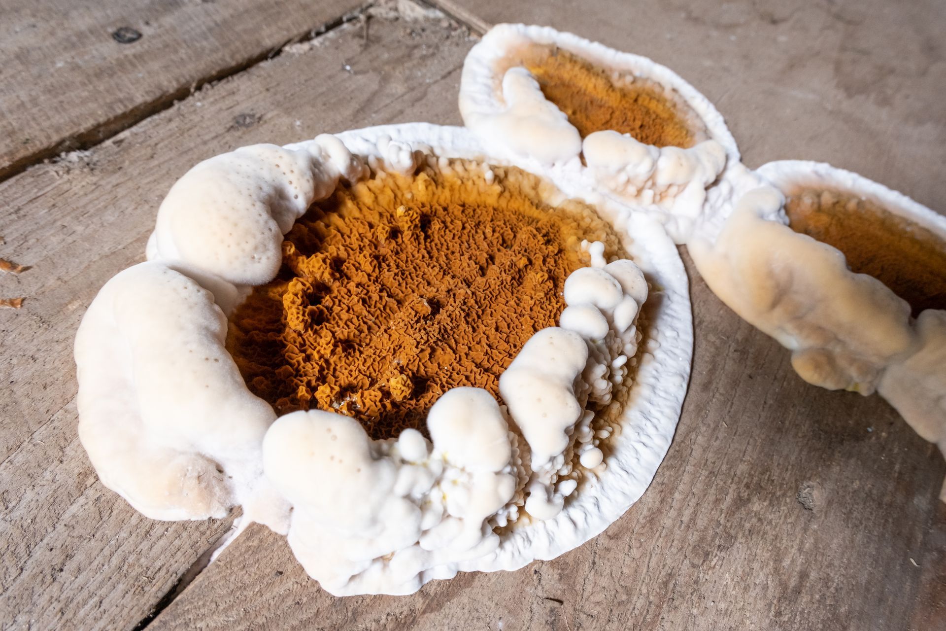 Une mérule : champignon lignivore.