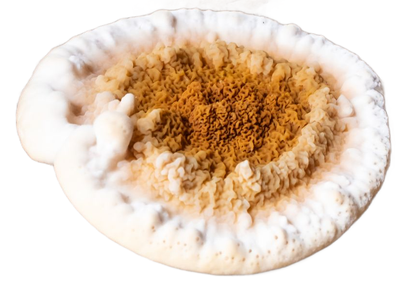 Une mérule : champignon lignivore.