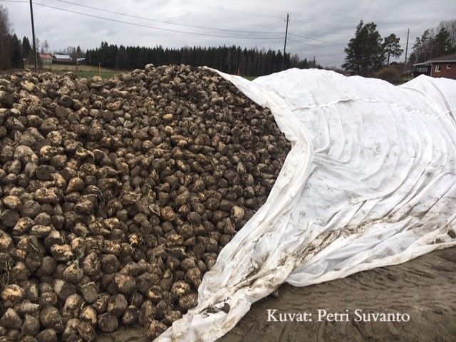 Flortex juurikaspeite