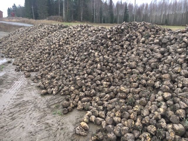 Flortex juurikaspeitei