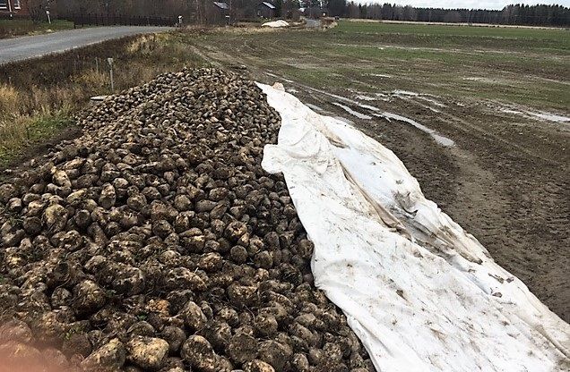 Kestävä aumapeite sokerijuurikkaalle
