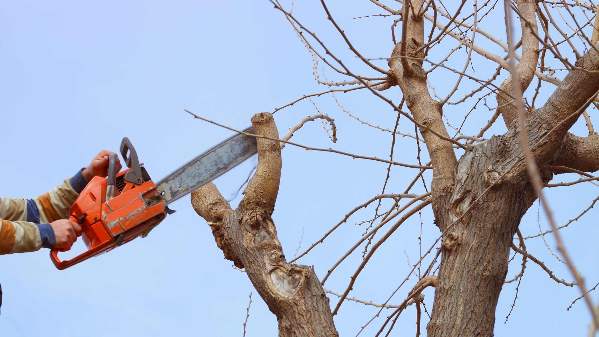 Une personne utilise une tronçonneuse orange pour couper une branche d'arbre sur fond de ciel bleu.