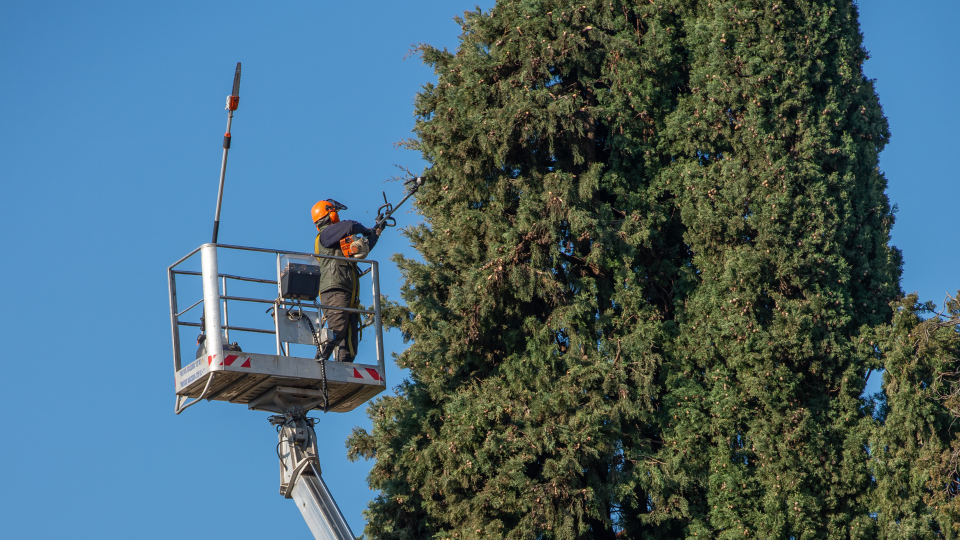 Un arboriste, perché dans une nacelle, taille un grand arbre sur fond de ciel bleu azur.