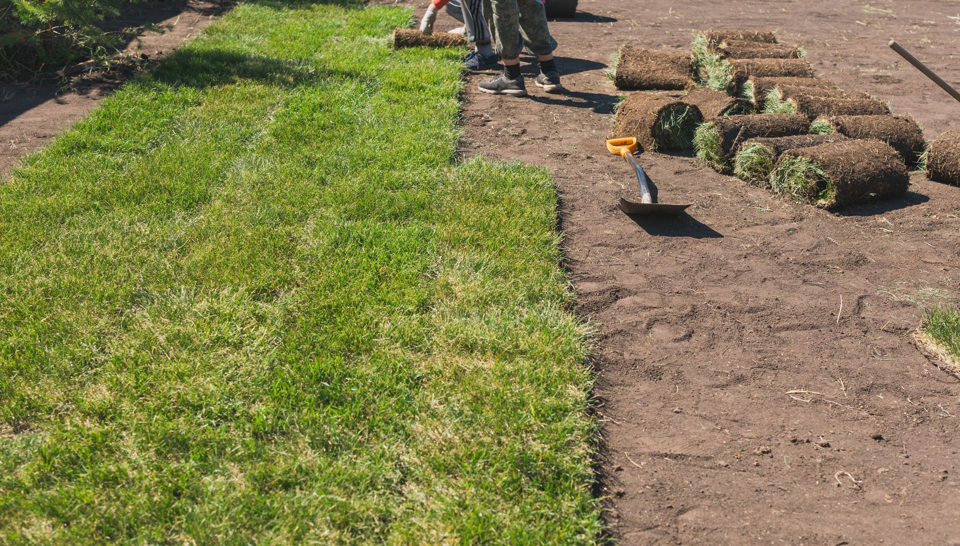 Une personne pose du gazon en rouleaux dans un jardin. Des rouleaux de gazon vert sont disposés à côté de la terre nue.