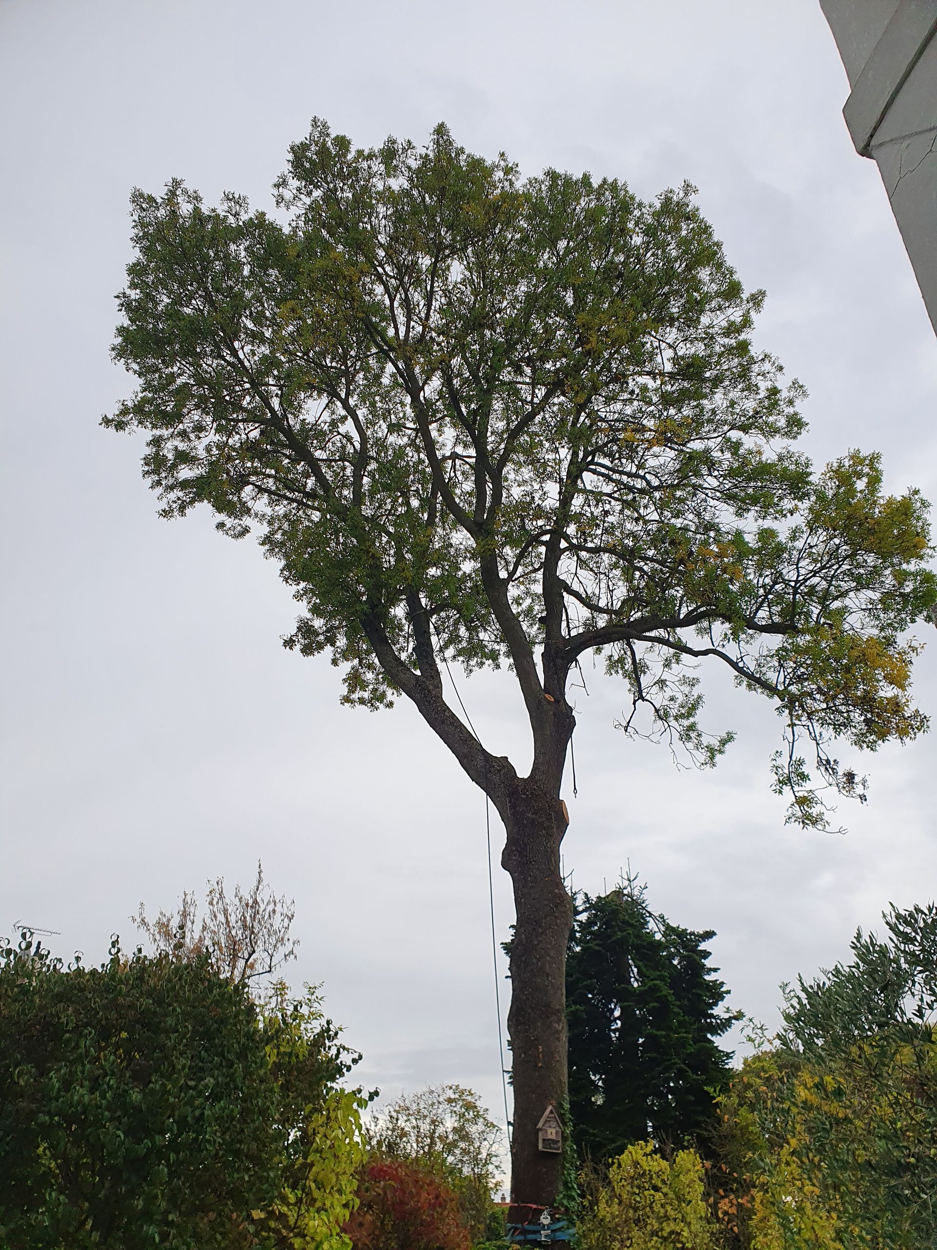 Arbre avec élagueur-grimpeur