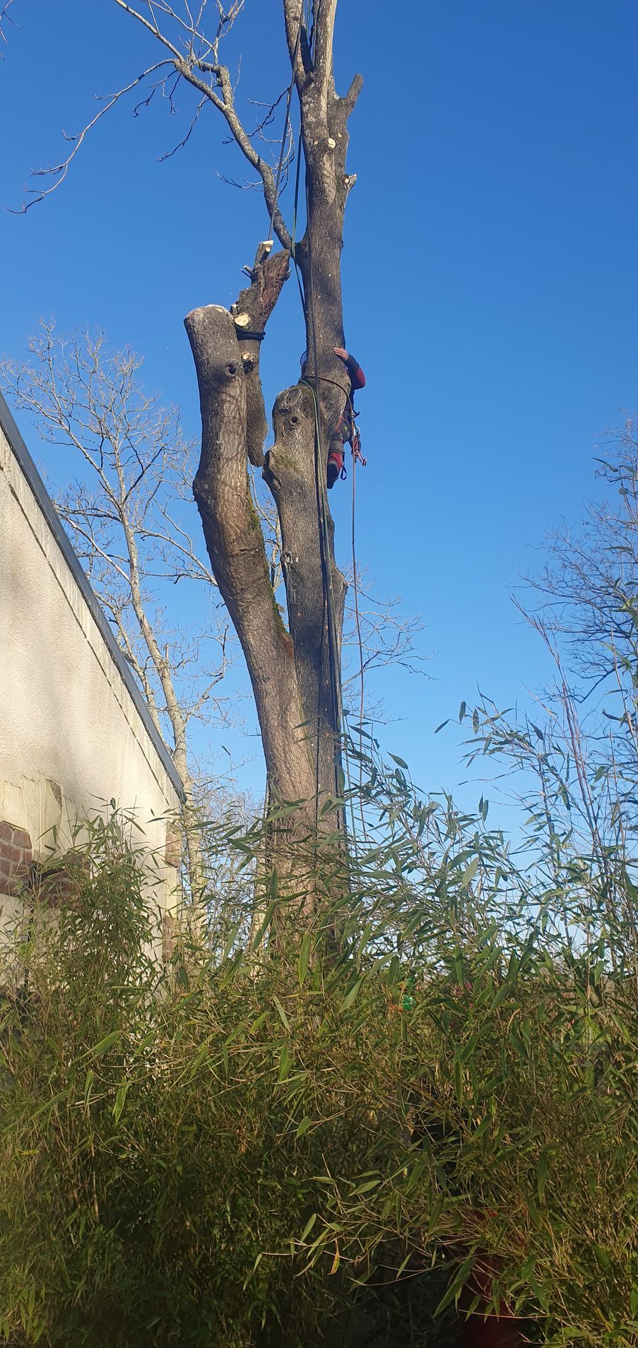 Élagage d'un arbre