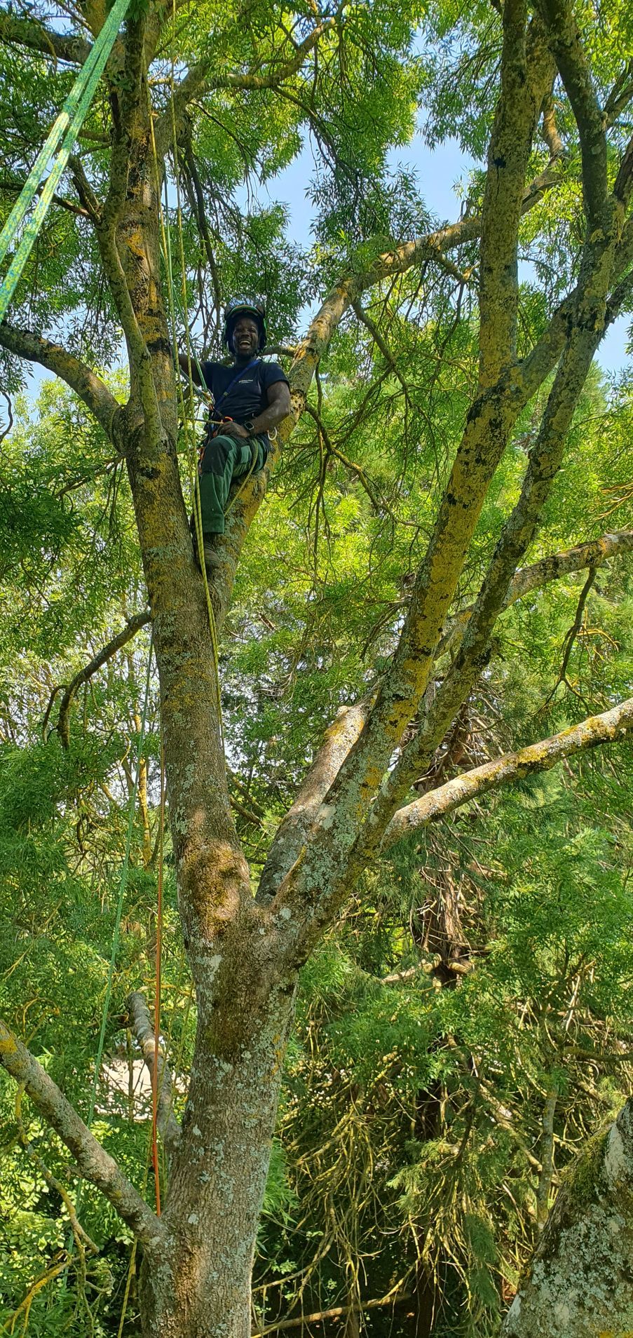 Élagueur-grimpeur dans un arbre haut