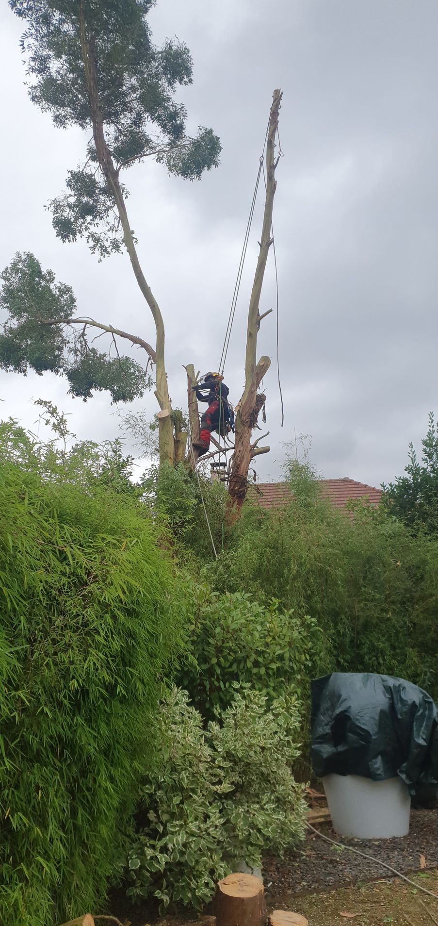 Travaux d'élagage sur un arbre