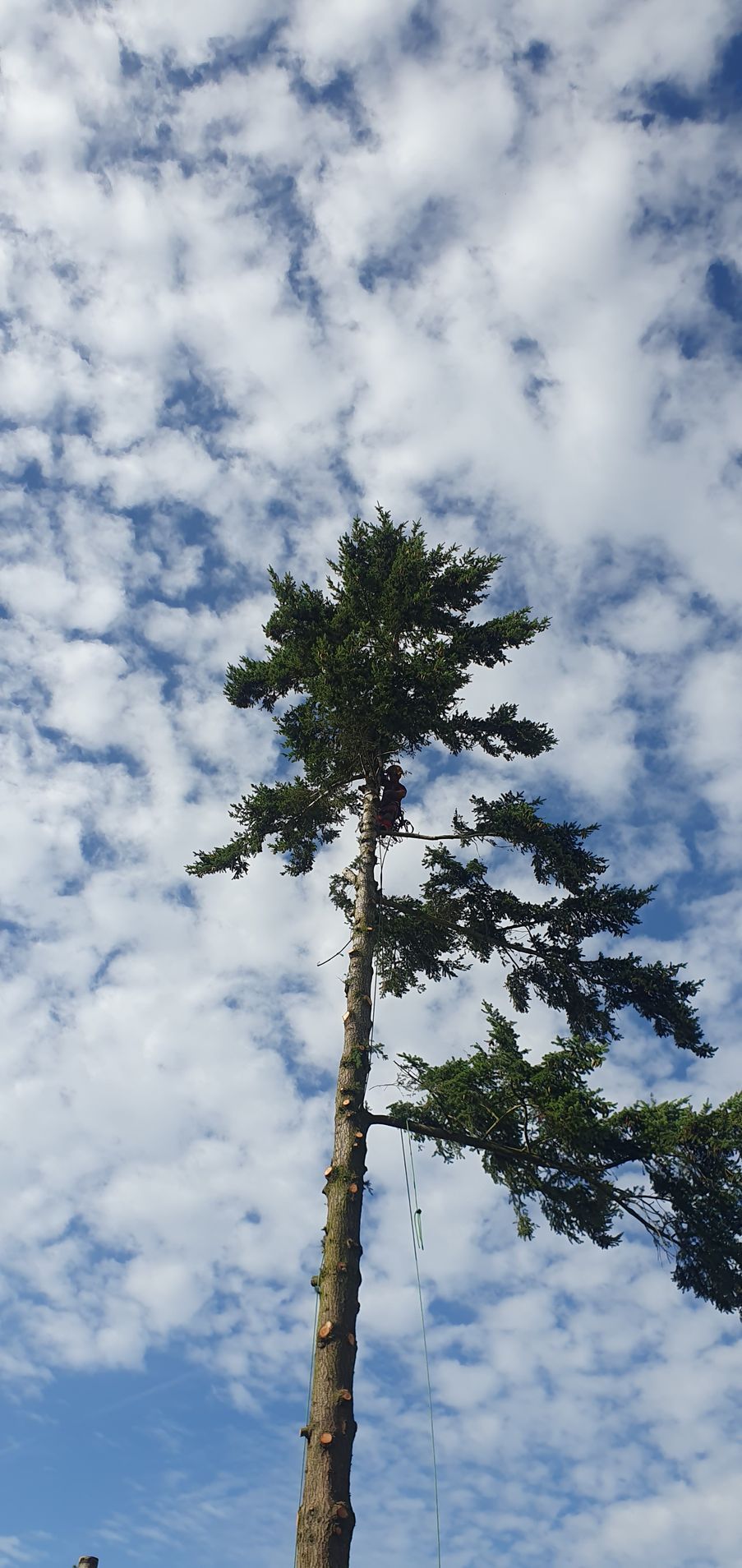 Sapin en cours d'élagage
