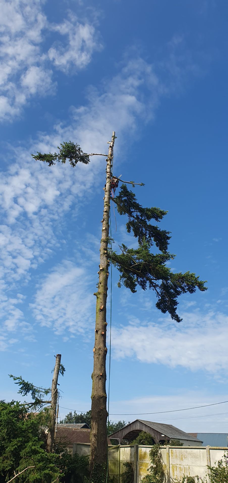 Élagage sur un sapin