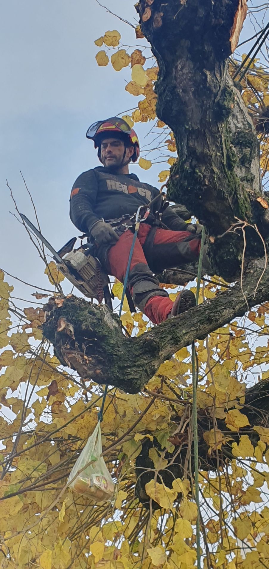 Élagueur debout sur une branche d'arbre