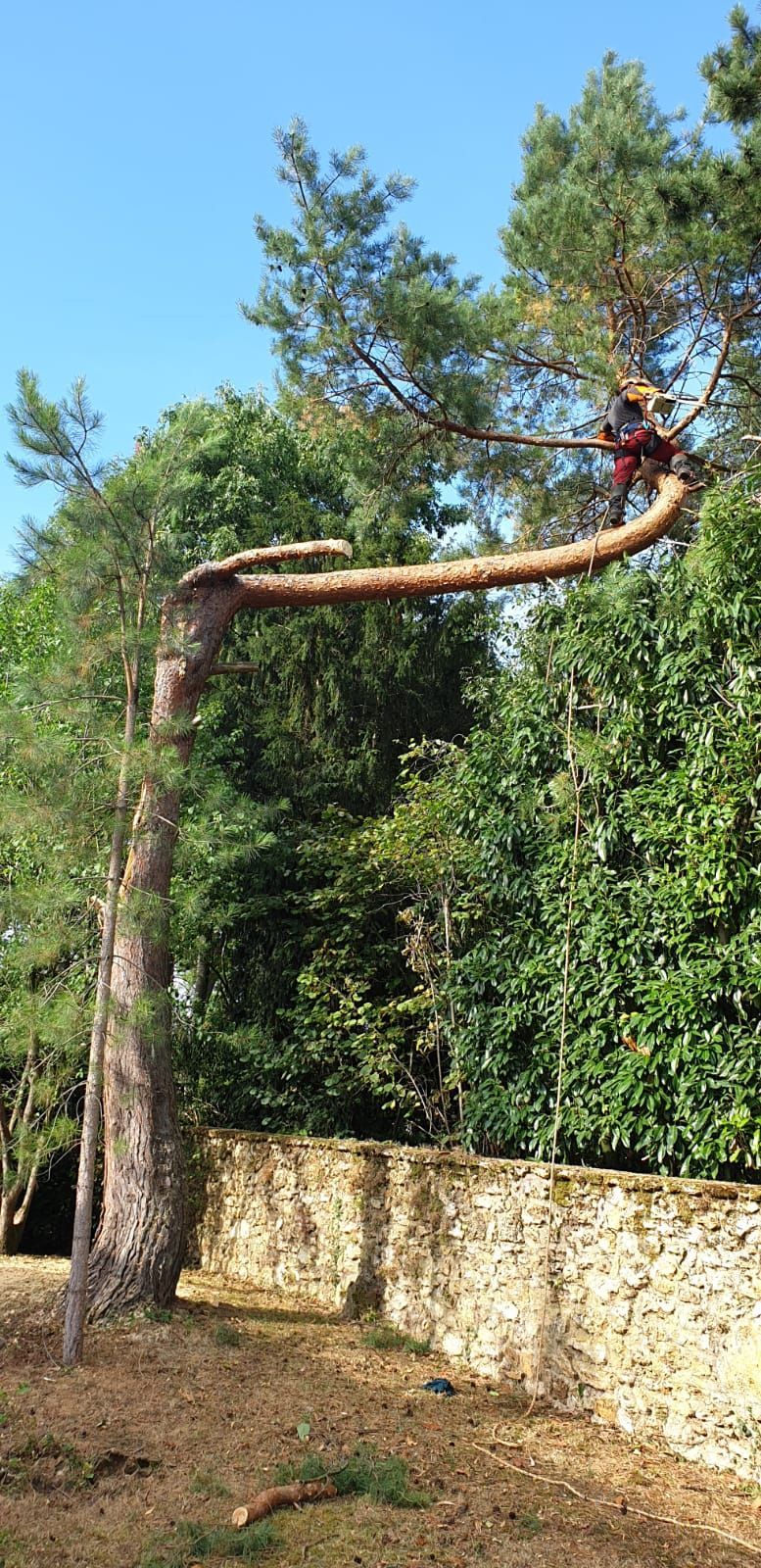 Branches d'arbre en cours d'élagage
