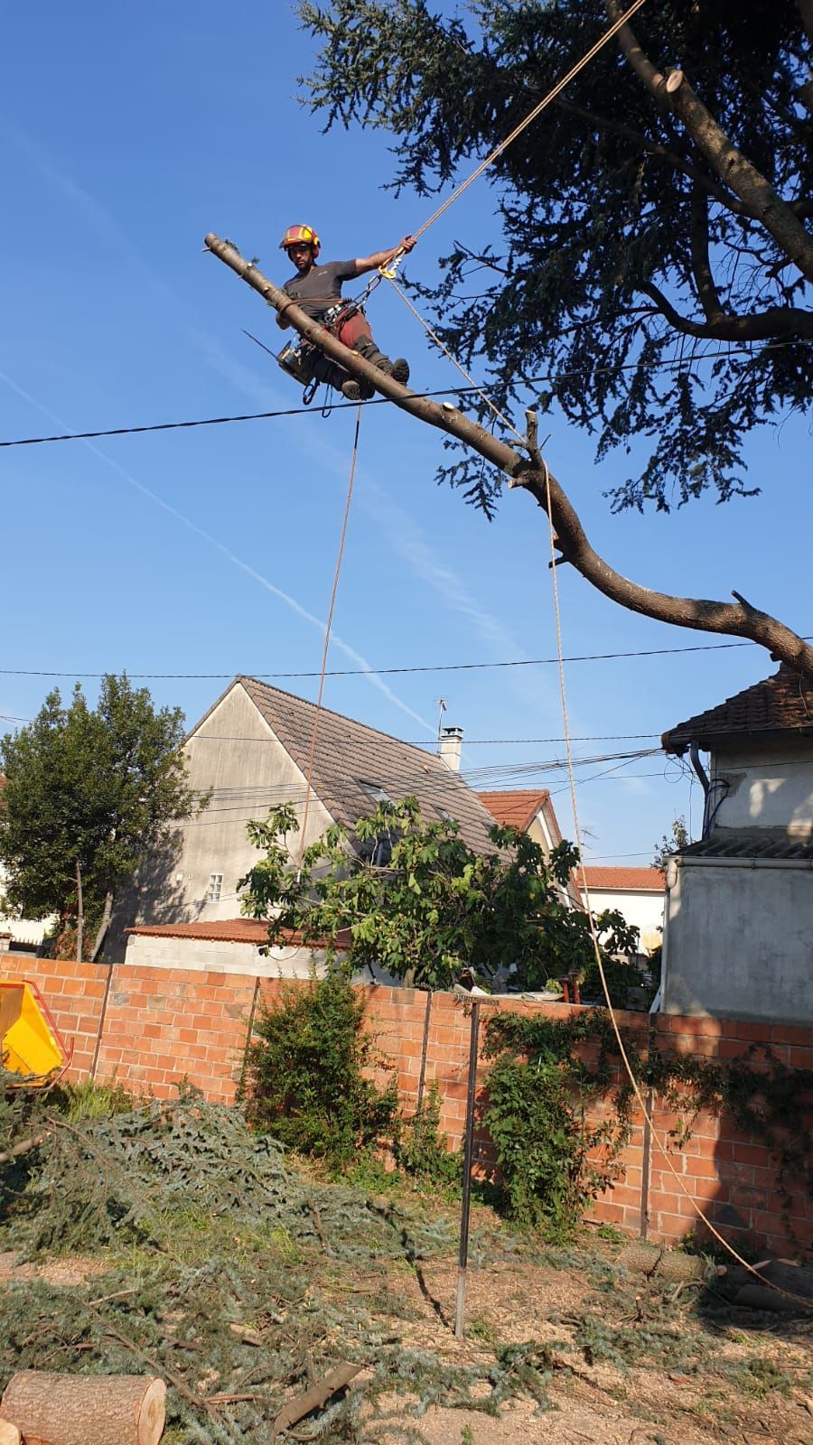 Élageur suspendu sur une branche d'arbre