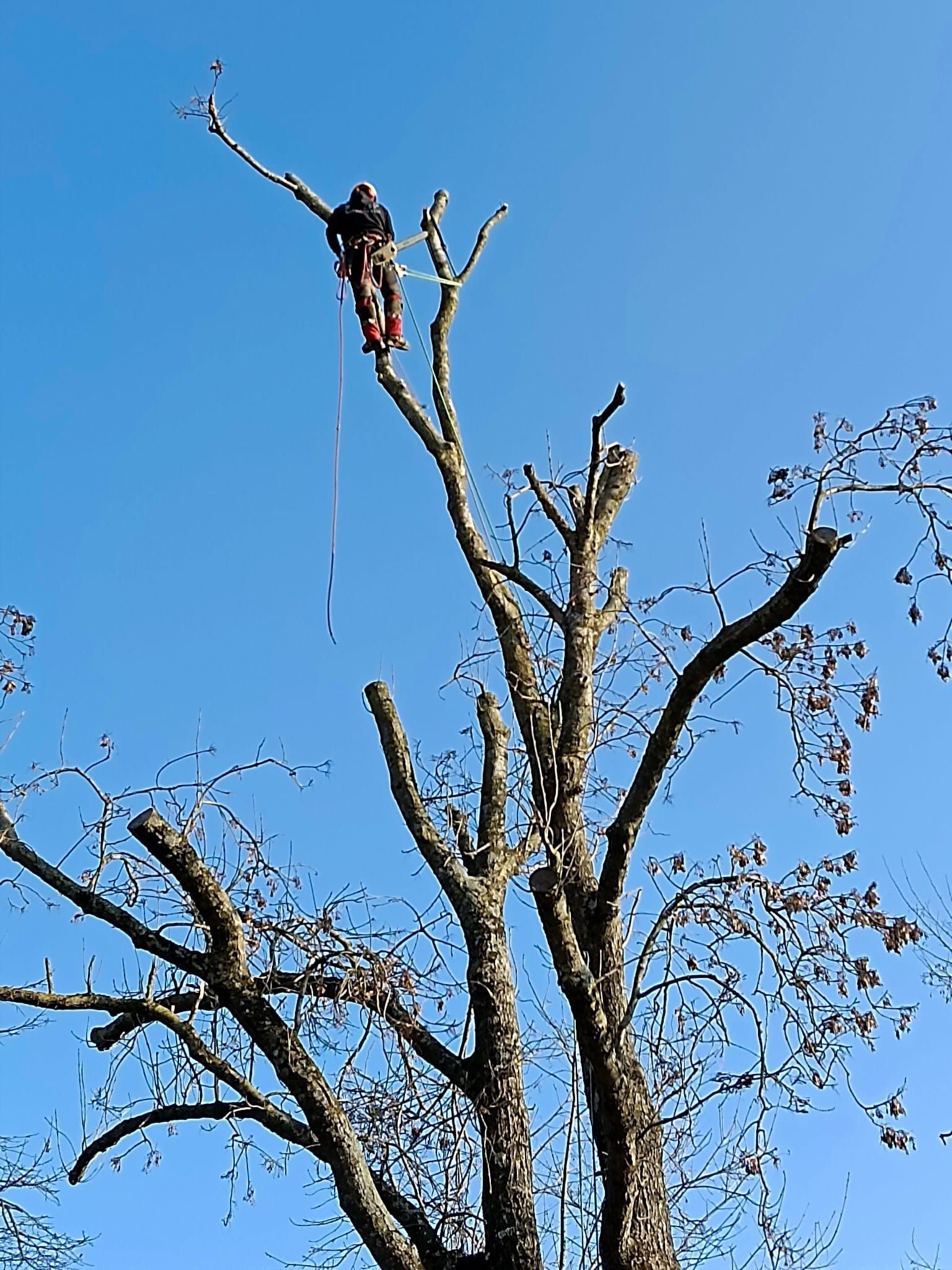 Élagueur réalisant les travaux sur un arbre