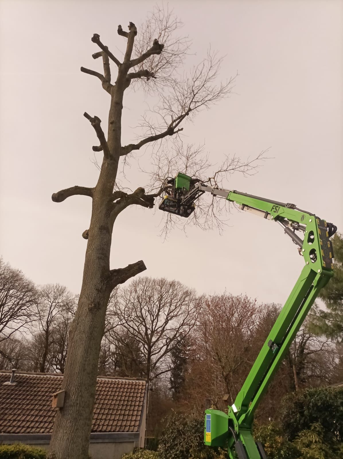 Arbre très haut en cours d'élagage avec une nacelle