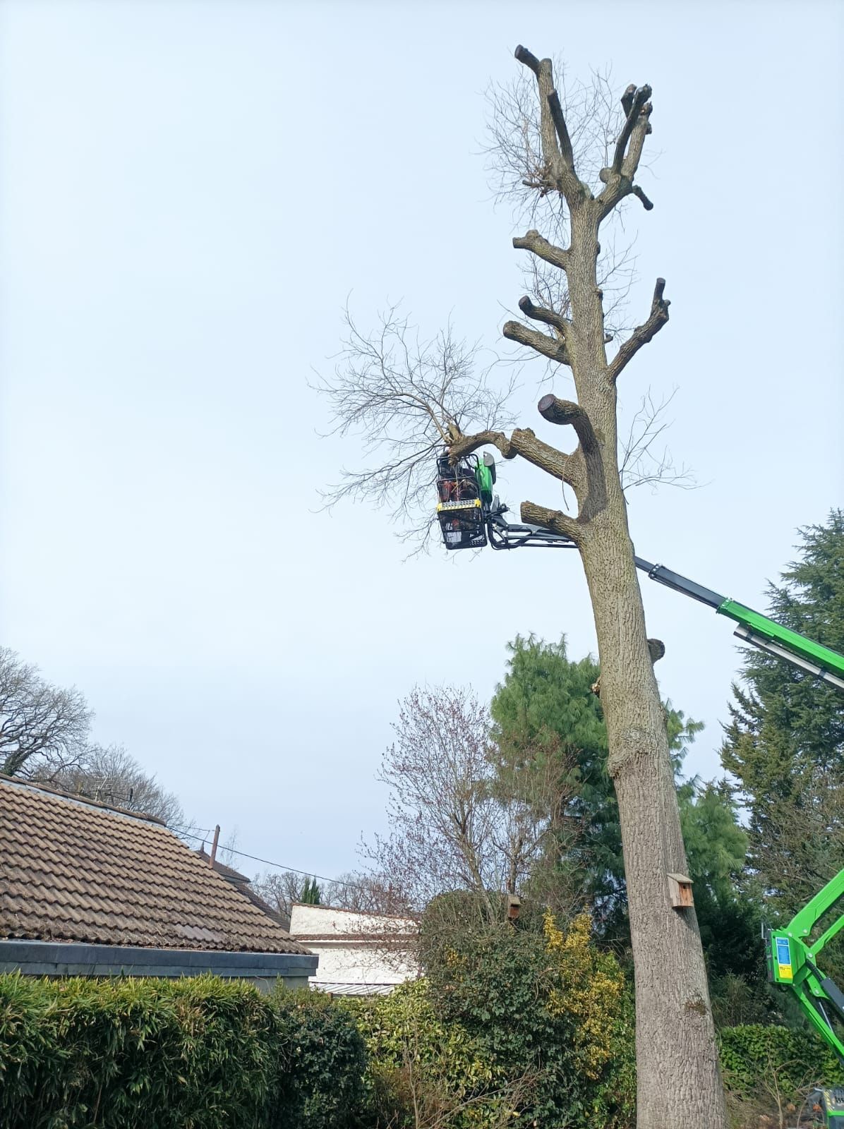 Élagage sur un arbre de grande hauteur