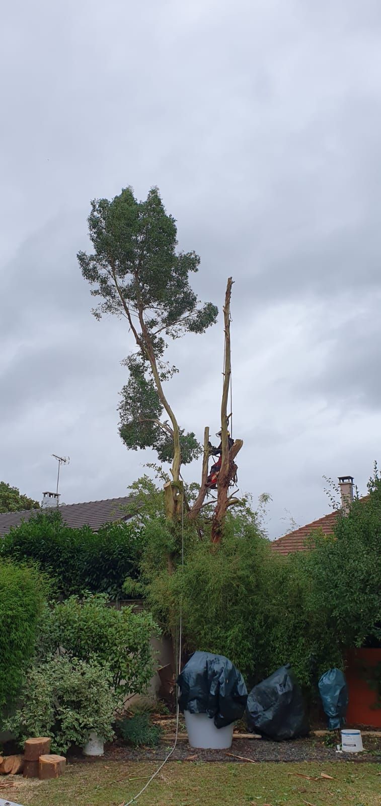 Arbre à tronc fin en cours d'élagage