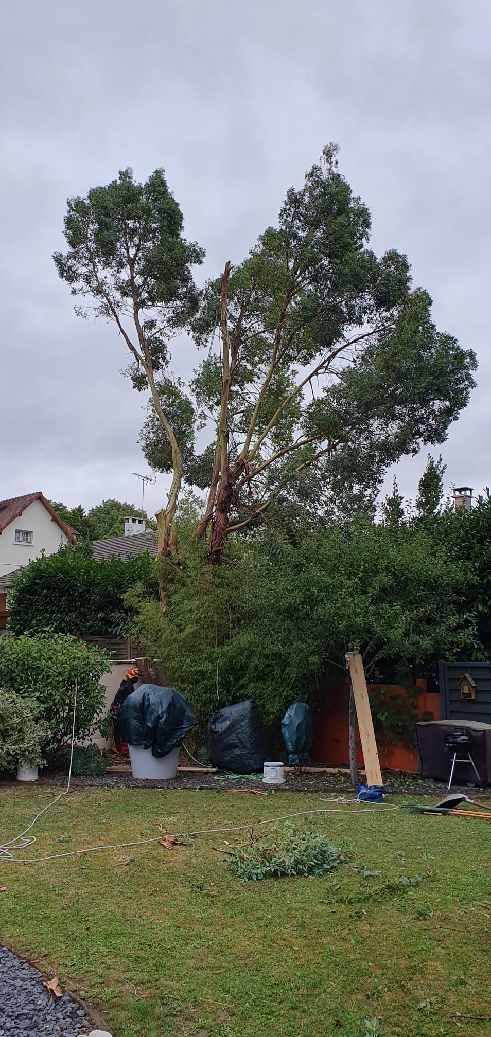 Arbre dans un jardin