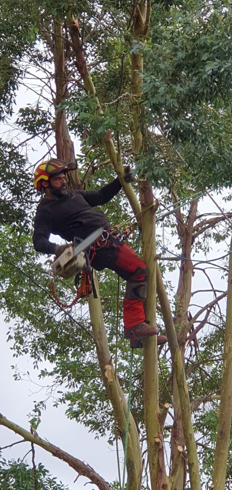 Élagueur coupant un arbre