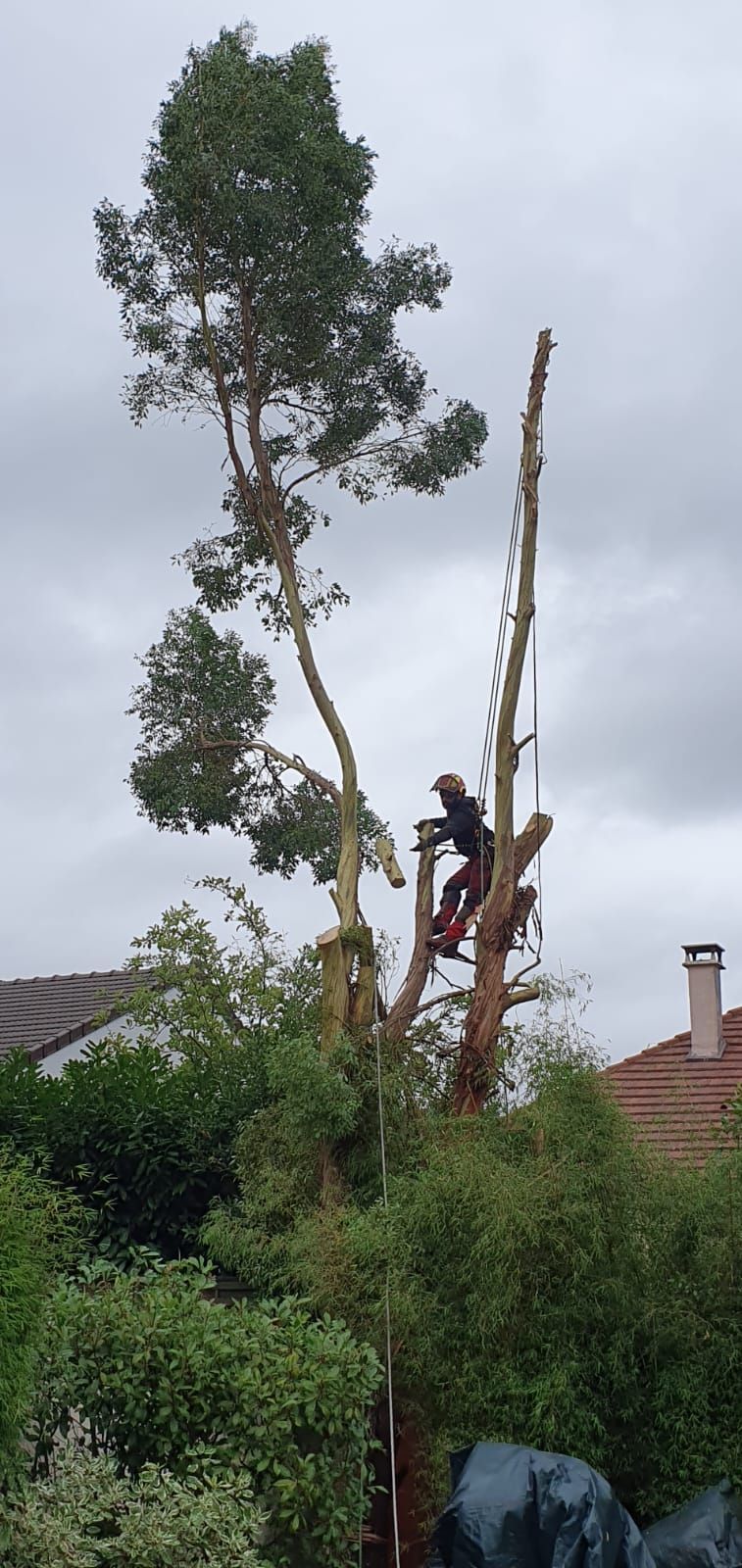 Tronc de l'arbre de jardin élagué