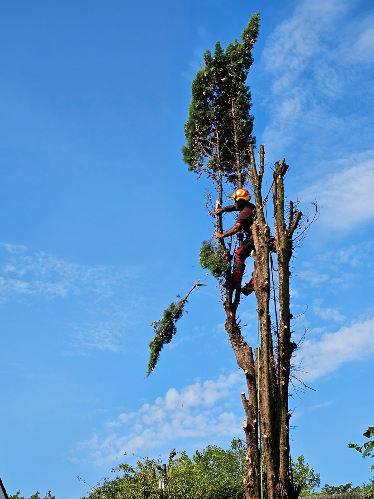 Branche coupée par l'élagueur tombant