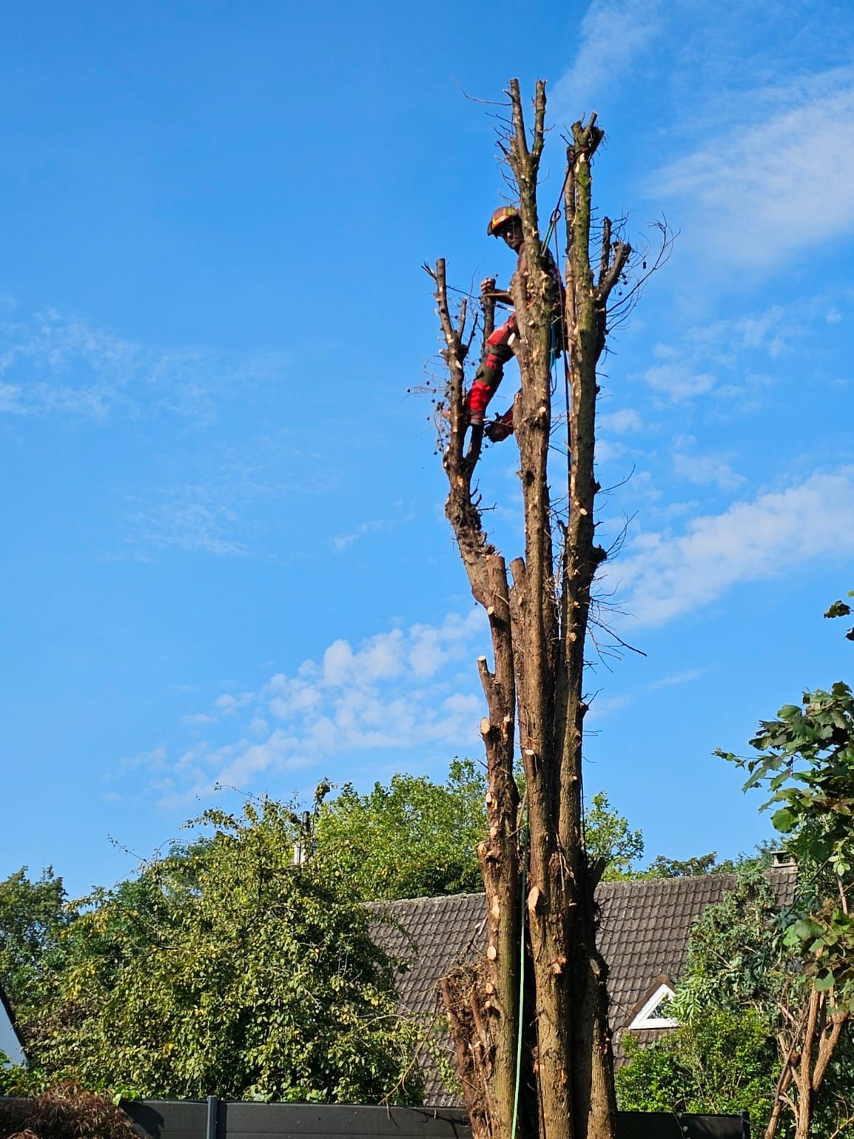 Travaux d'élagage terminés sur un arbre