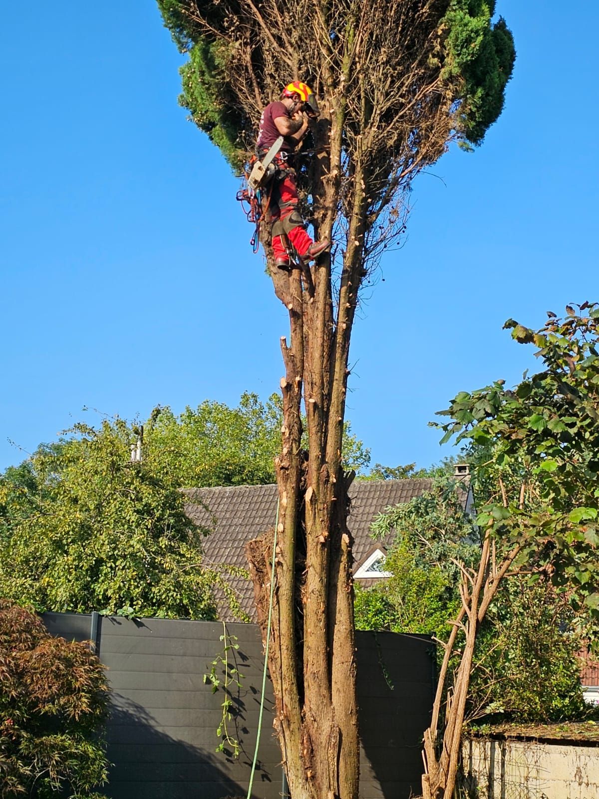 Élagueur sur l'arbre