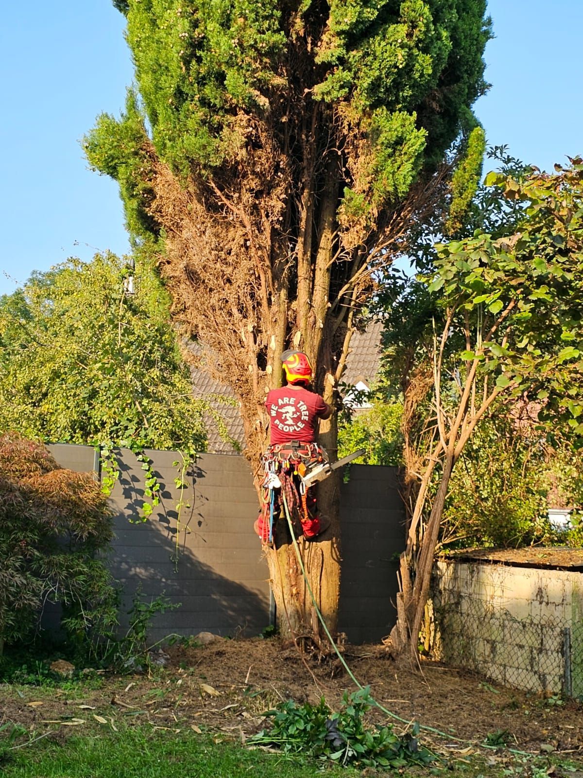 Élagueur grimpant sur un arbre