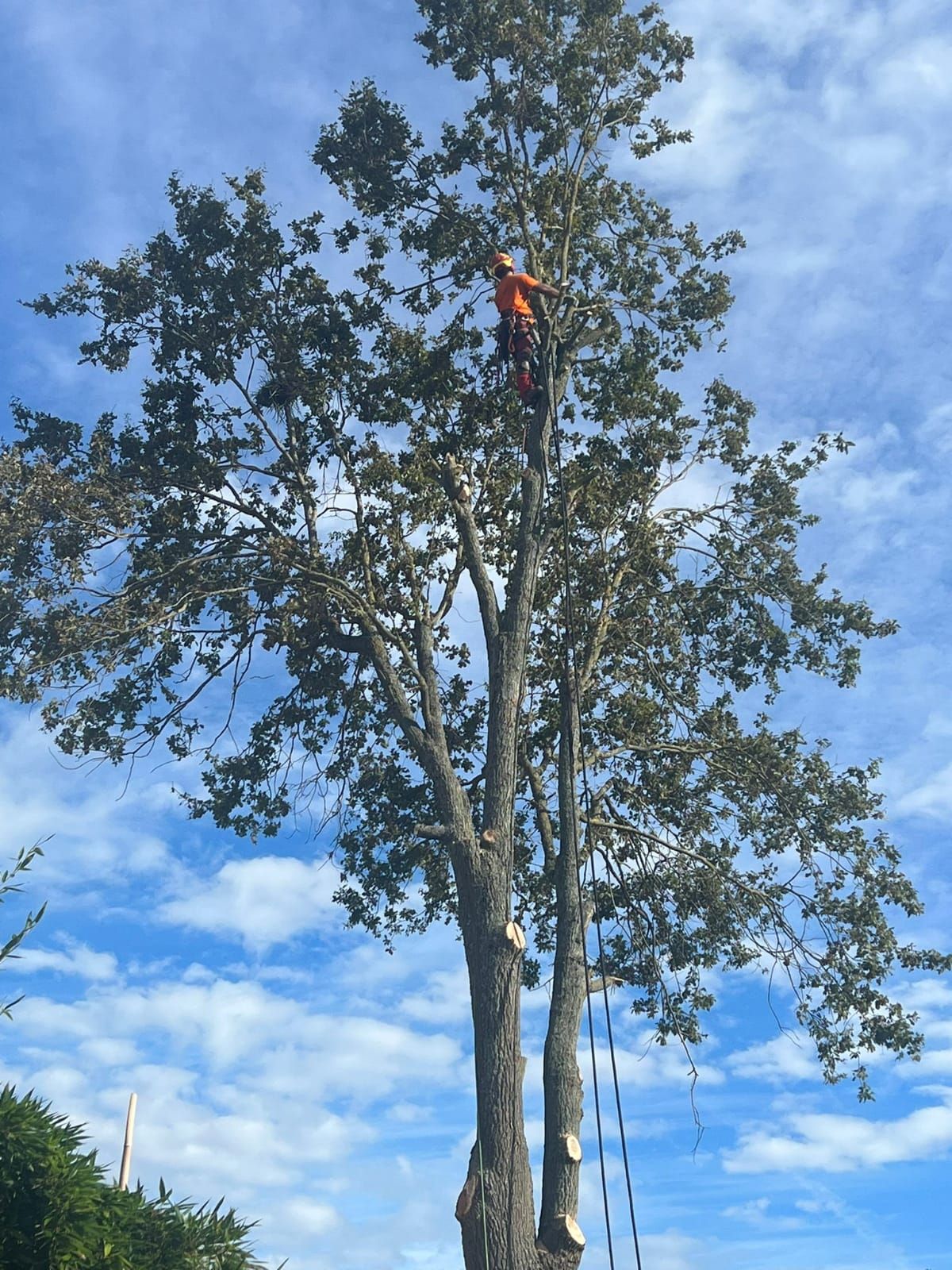 Élagueur-grimpeur sur un arbre de grande hauteur
