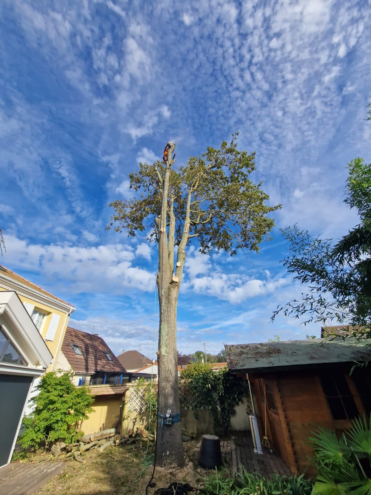 Arbre très haut en cours d'élagage