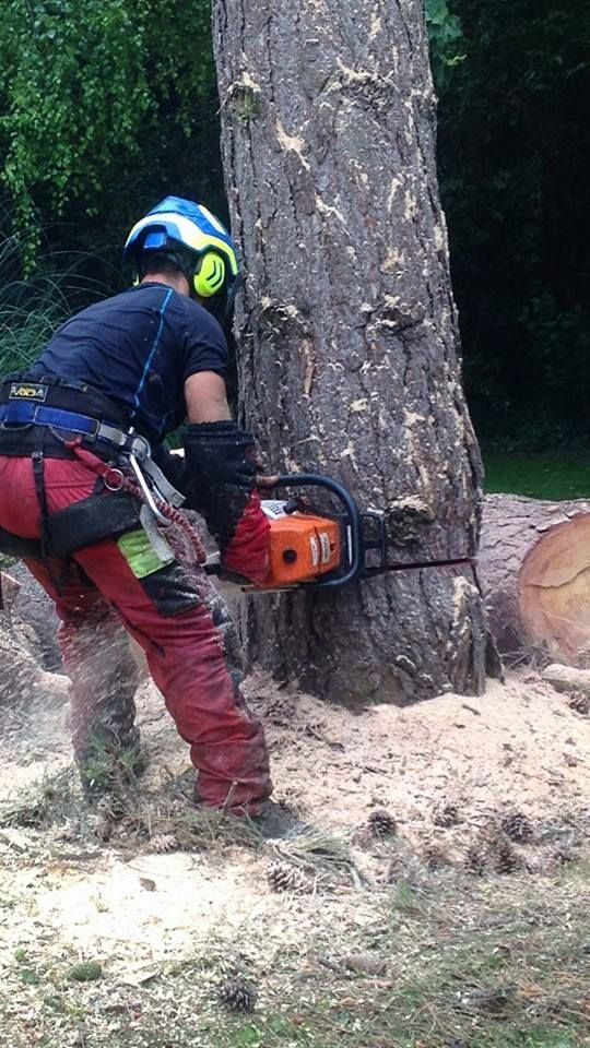 Abattage d'un arbre