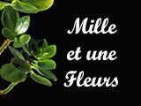 Logo de Mille et une fleurs à Le Molay-Littry