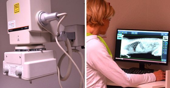 Röntgengerät für Haustiere und Analyse eines Röntgenbildes