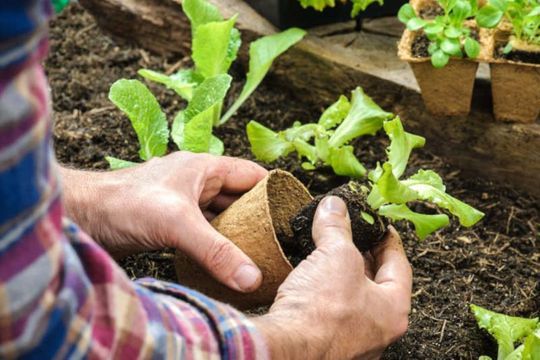 Una persona está plantando una planta en una maceta en un jardín.