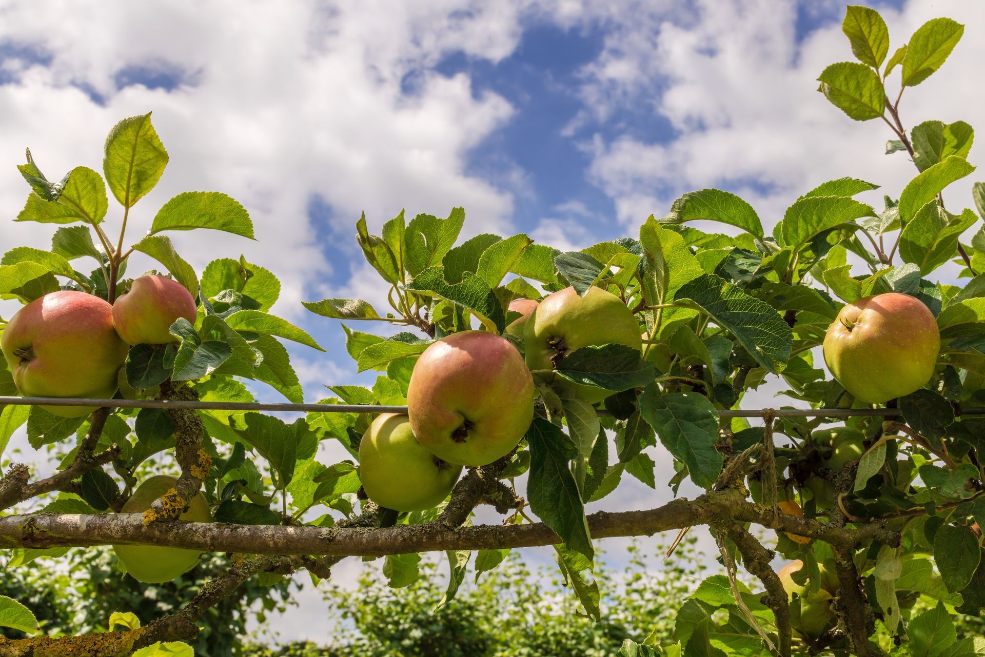 Pommes sur un arbre