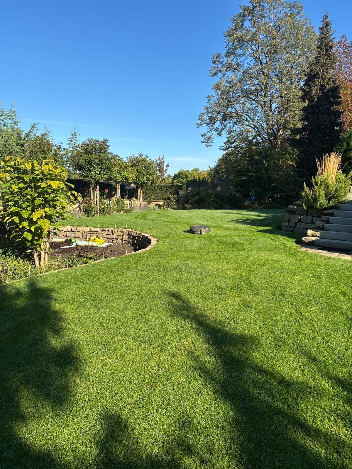 Grüner Rasen mit Bäumen und einem kleinen Mähroboter an einem sonnigen Tag