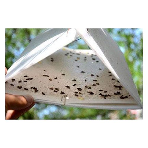 A person is holding a paper with a lot of bugs on it.