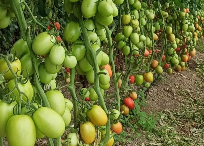 A bunch of tomatoes are growing on a vine in a field.