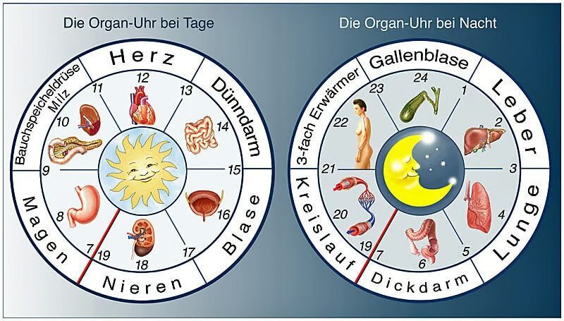 Diagramm: Organuhr des Körpers, links Tag, rechts Nacht. Zeigt die Zyklen der Organfunktionen auf Deutsch.