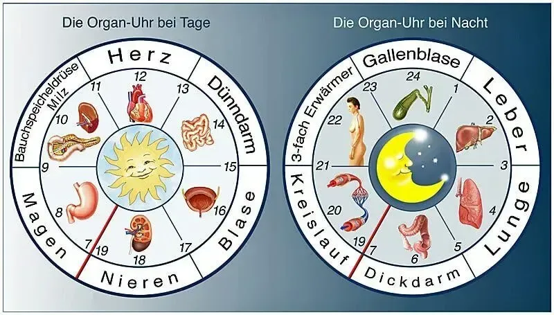 Diagramm: Organuhr des Körpers, links Tag, rechts Nacht. Zeigt die Zyklen der Organfunktionen auf Deutsch.