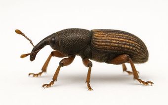Ein brauner Kornkäfer mit langem Rüssel und segmentiertem Körper auf weißem Hintergrund.