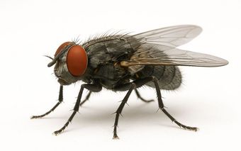 Stubenfliege mit roten Augen, ruht auf einer weißen Oberfläche, die Flügel sind ausgebreitet.