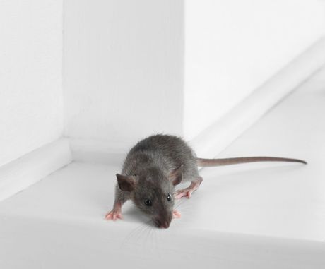 Eine graue Ratte auf einem weißen Felsvorsprung, die nach unten schaut, in der Nähe einer weißen Wand.