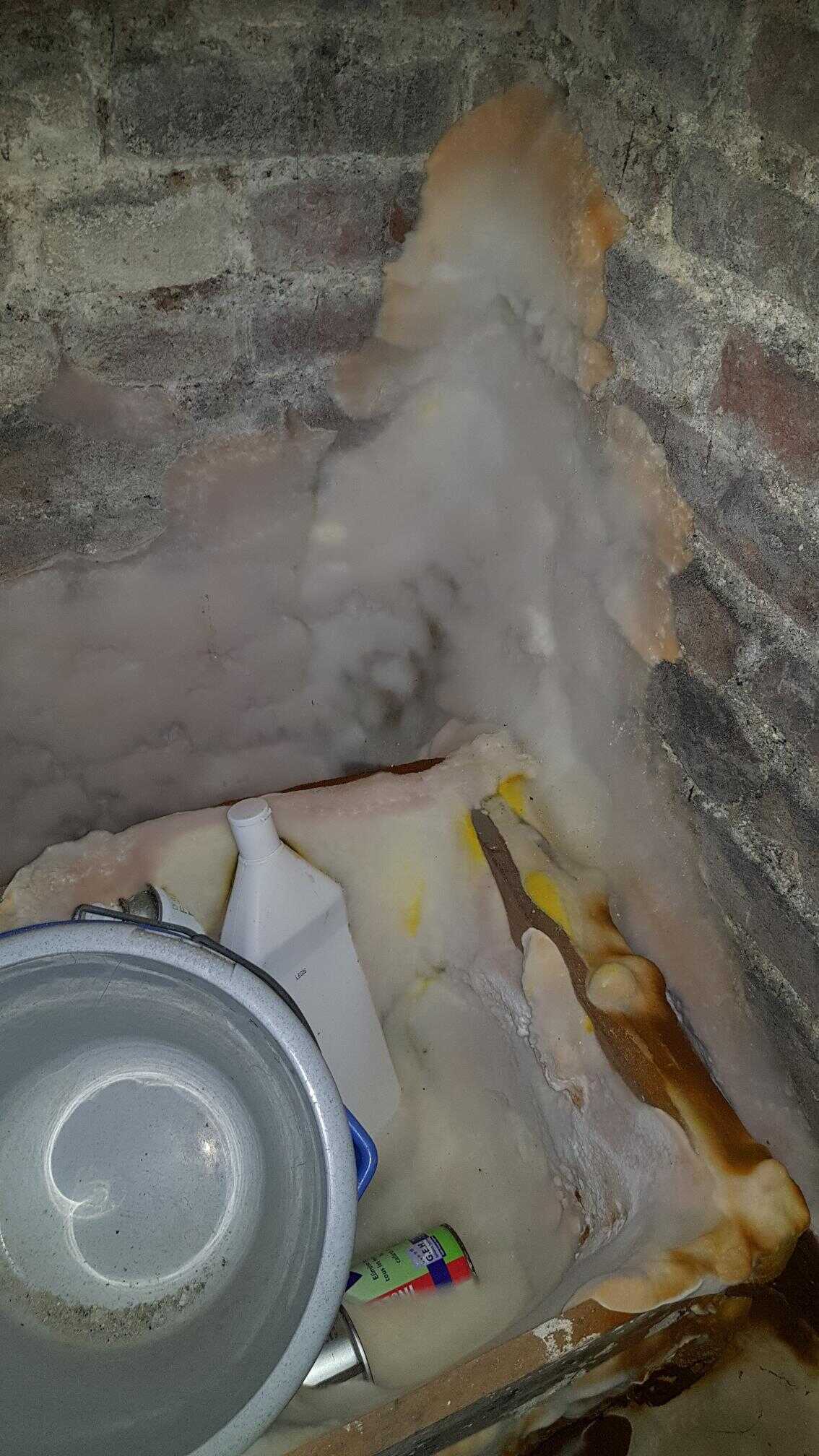 Mérules dans une cave de maison