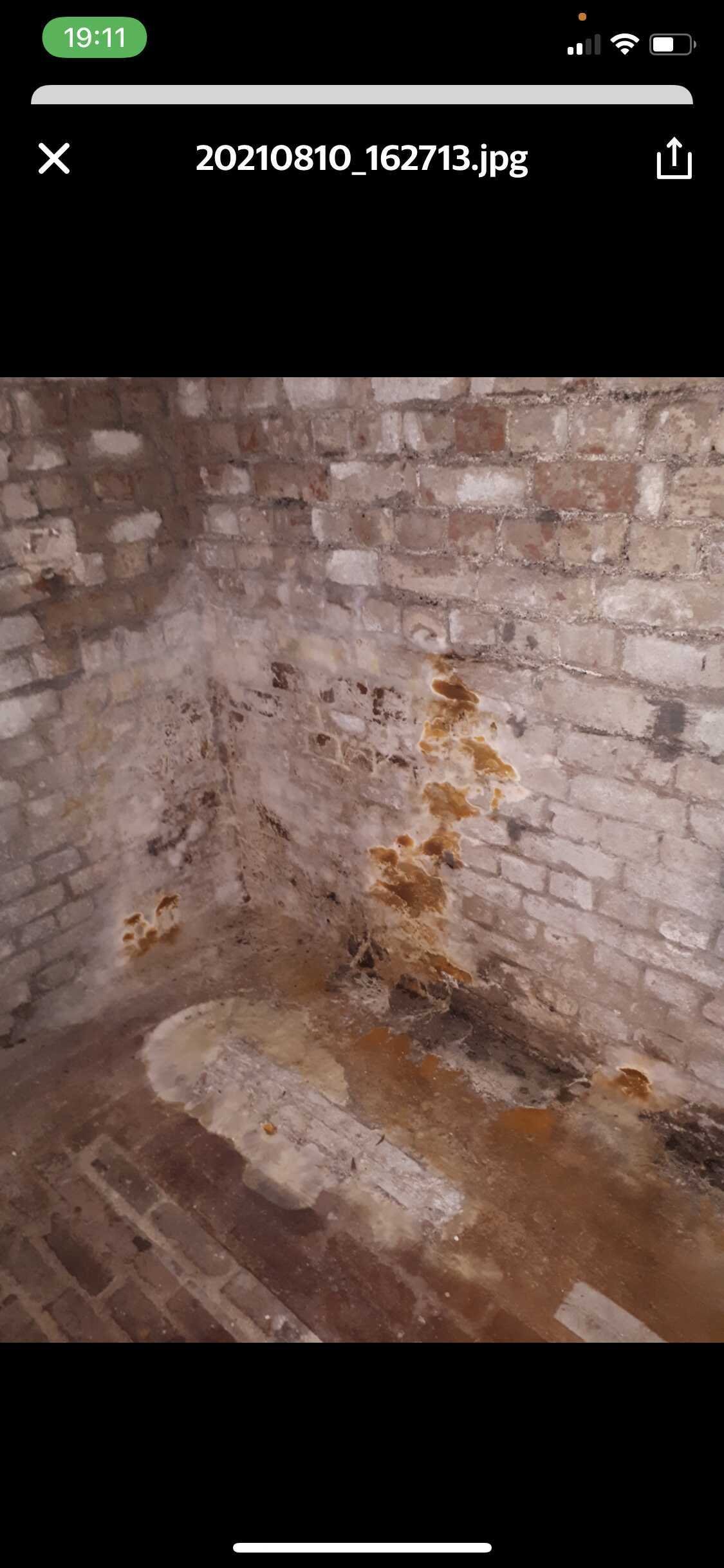 Des Mérules dans une cave