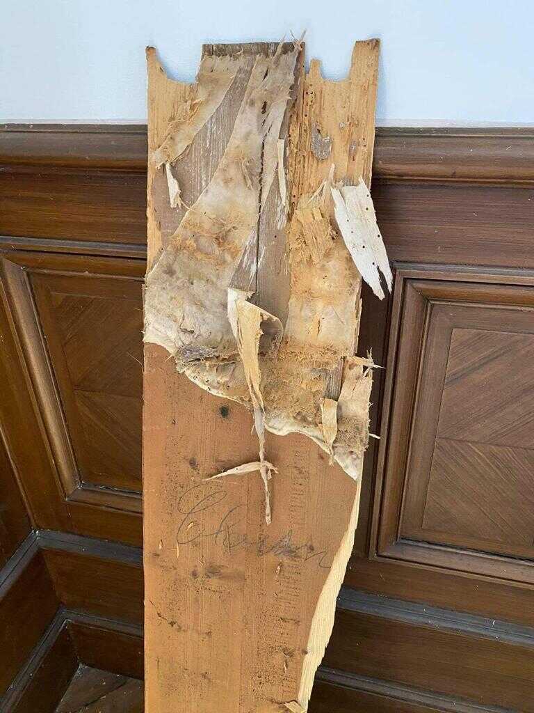 Apparition de Mérules