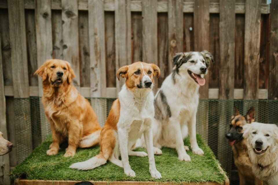 3 Hunde stehen neben einander