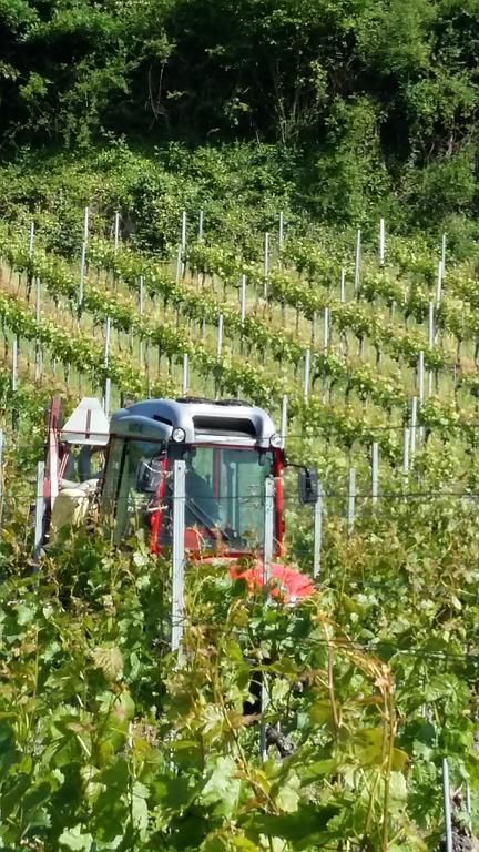 le travail des vignes