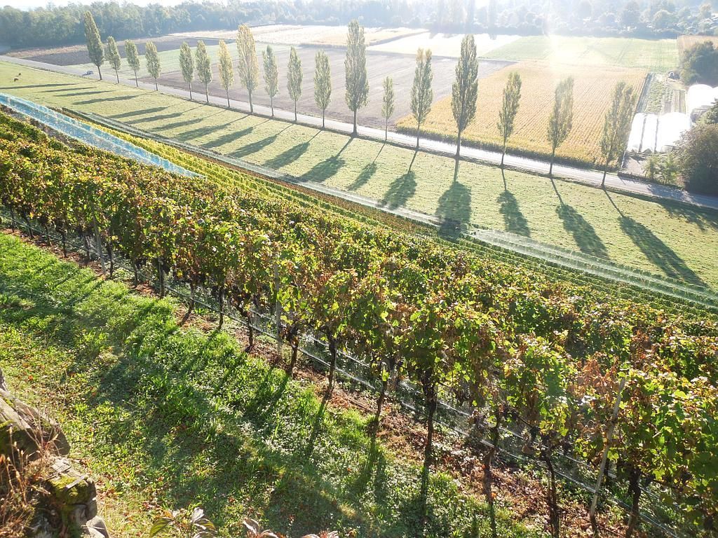 Nos vignes de Cotterd